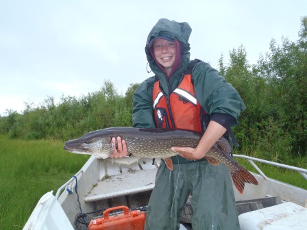 A large Northern Pike caught in the Lower Holitna River